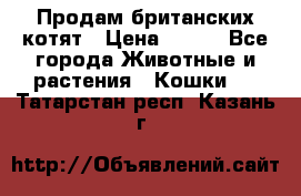 Продам британских котят › Цена ­ 500 - Все города Животные и растения » Кошки   . Татарстан респ.,Казань г.